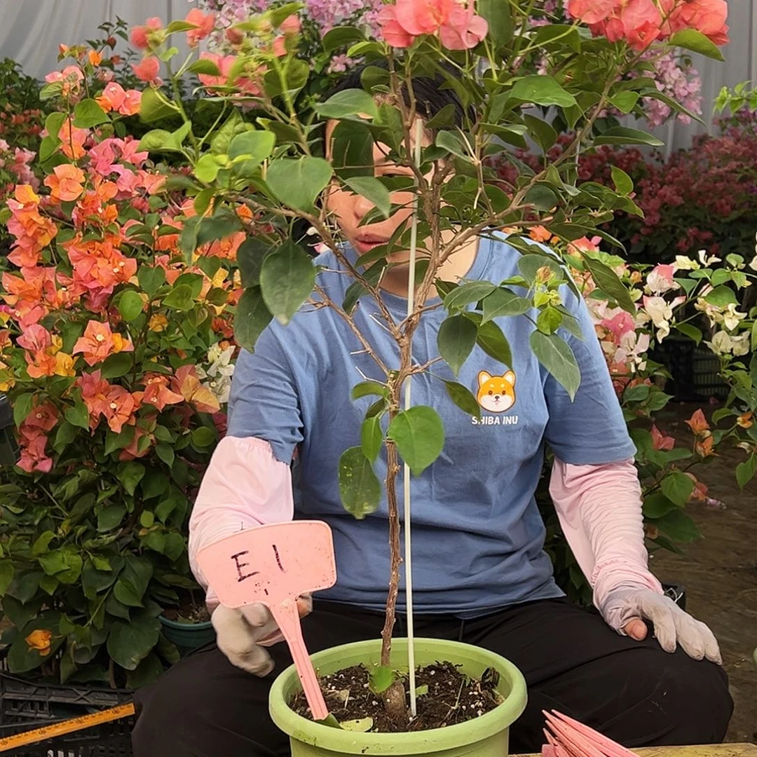 雾***蒙大部分花苞少量开放E1不甜