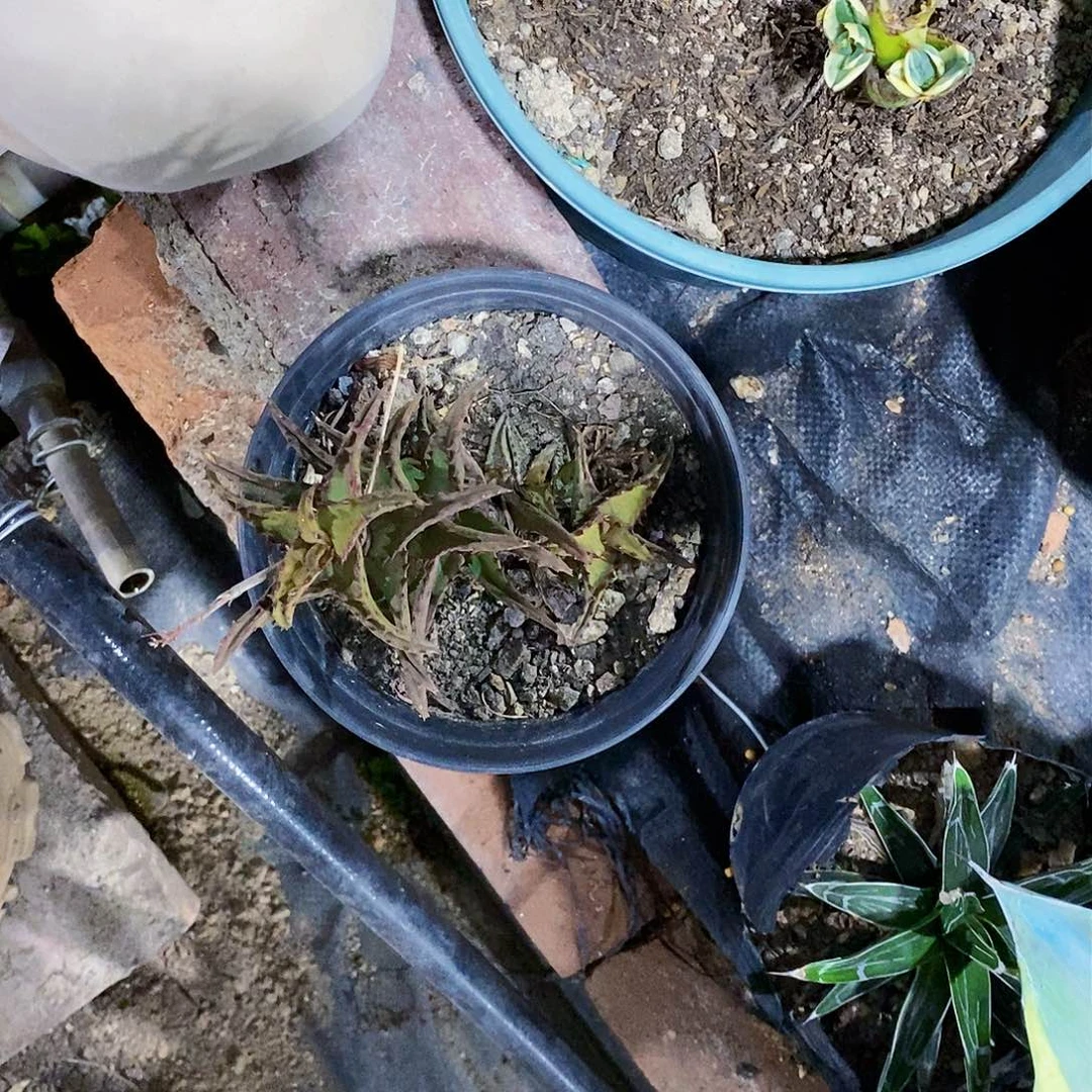 迷****?卡萨帝芦荟一颗7820