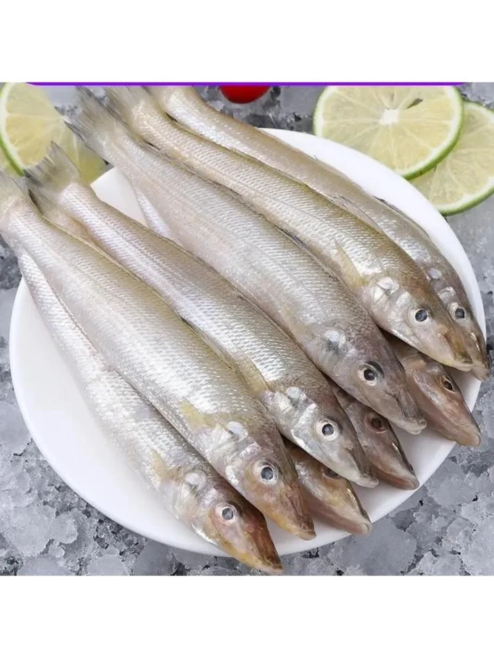 深海野生大号沙丁鱼 新鲜美味 顺丰发货 码头直发
