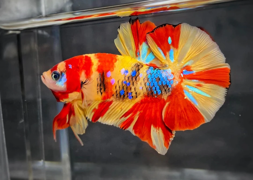 073-144号精品泰国斗鱼【直播间选鱼】小型淡水热带观赏鱼