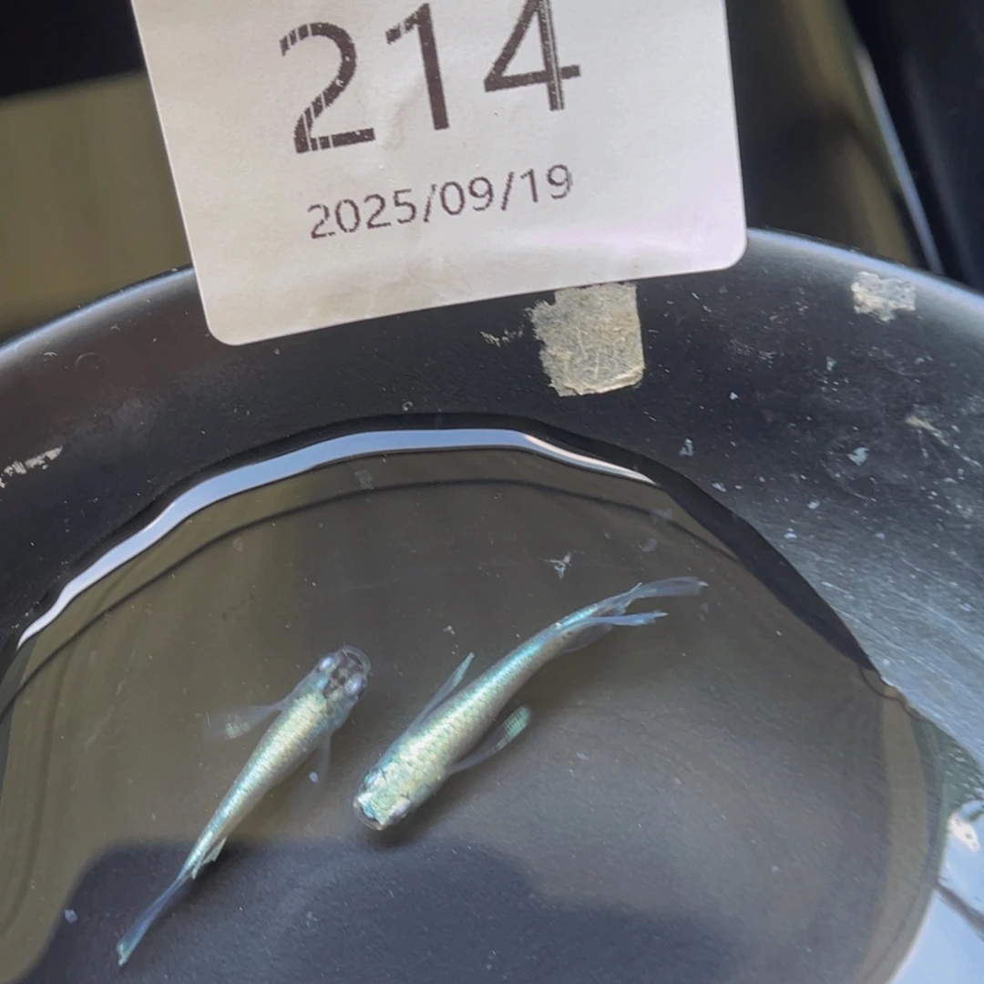 青鳉214天使之翼一对