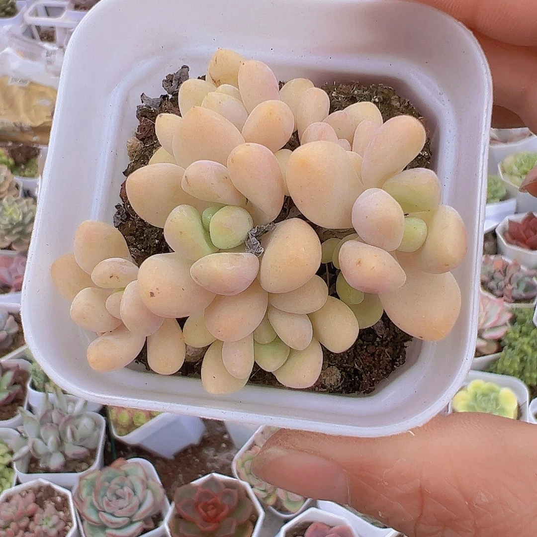 奶酪蛋糕19包邮多肉