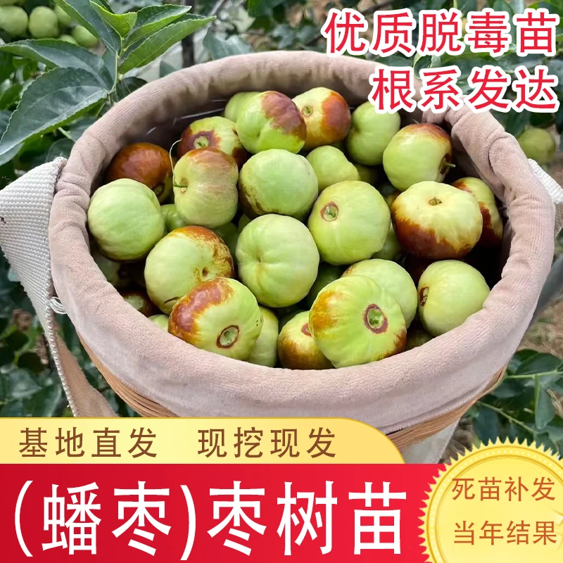 枣苗嫁接蟠枣树苗特大蟠脆枣果树苗南北方庭院盆栽地栽种当年结果