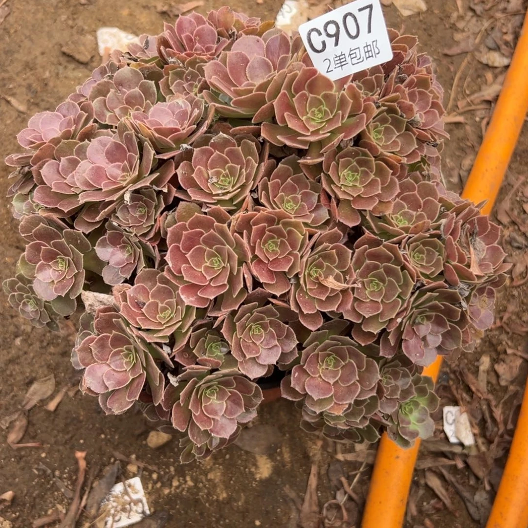 907多肉  荷兰玫瑰 不包断头