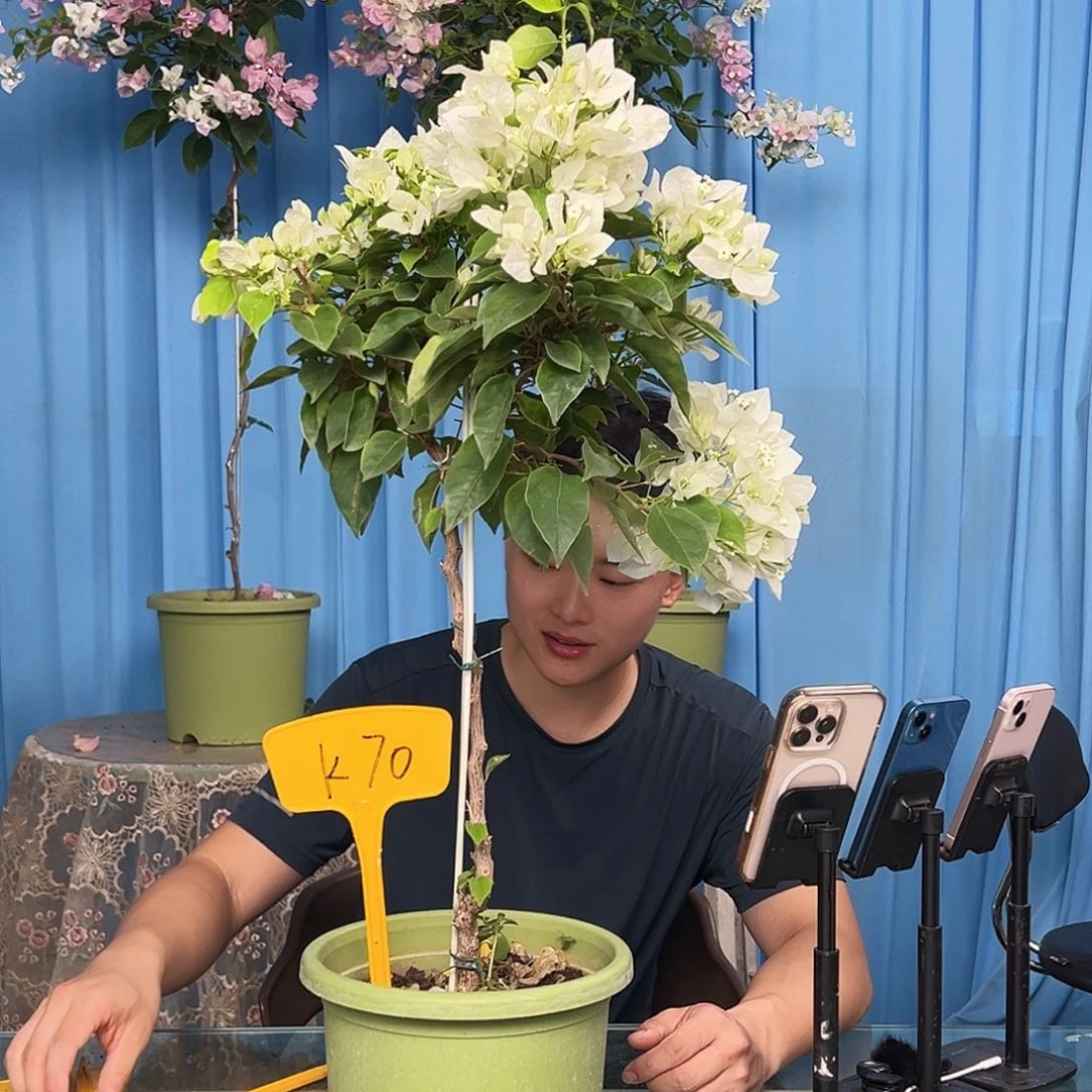 吴***晶当前无花栽培后可以开花K70白狐狸