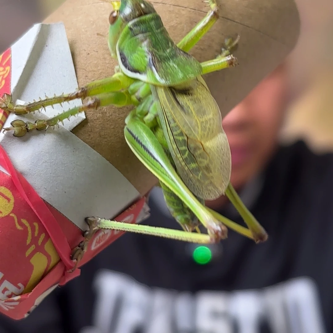 笑***蝈蝈蝈蝈福福价格