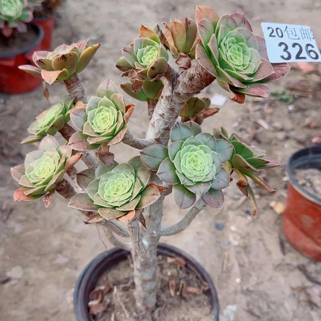 绿豆多肉326满20包邮断枝不包