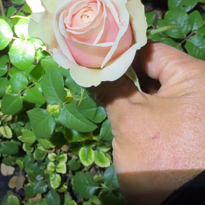 无花朵爱情喷泉一加