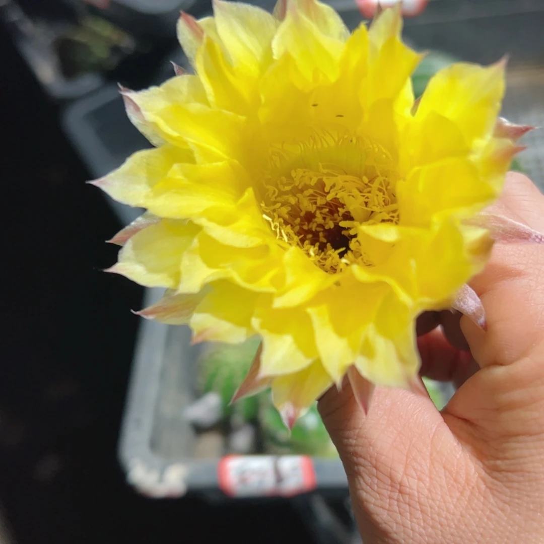 下41金刚j1 歪无根侧芽4公分左右20包邮