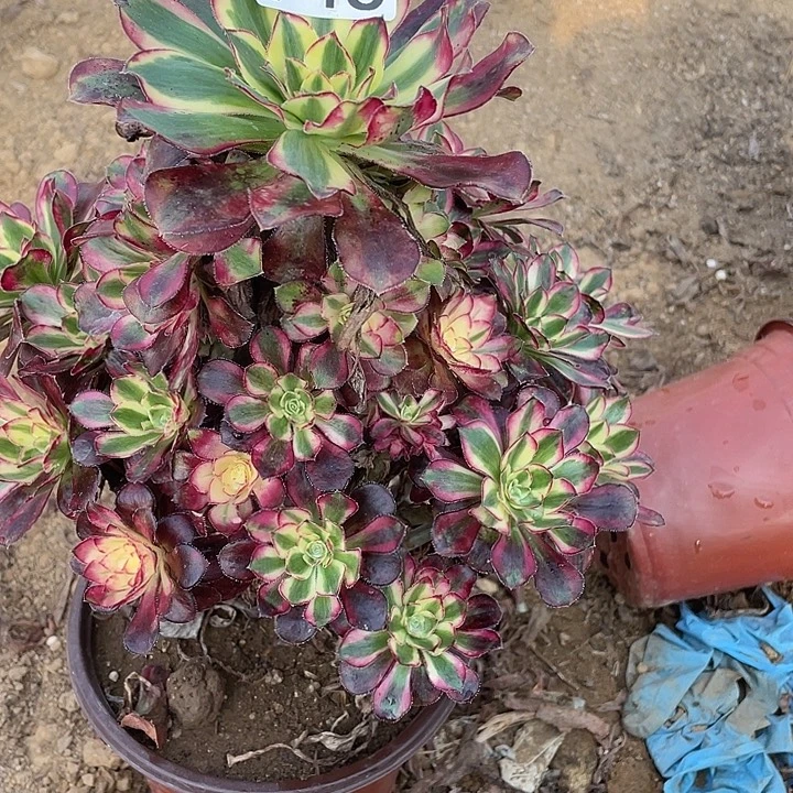 清***物946冰淇淋多肉植物
