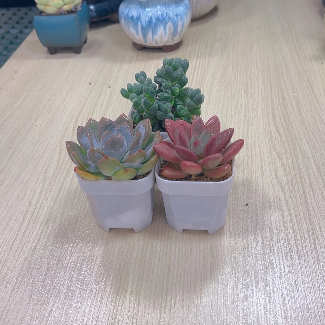 鹿角海棠桃花源橙梦露送盆土