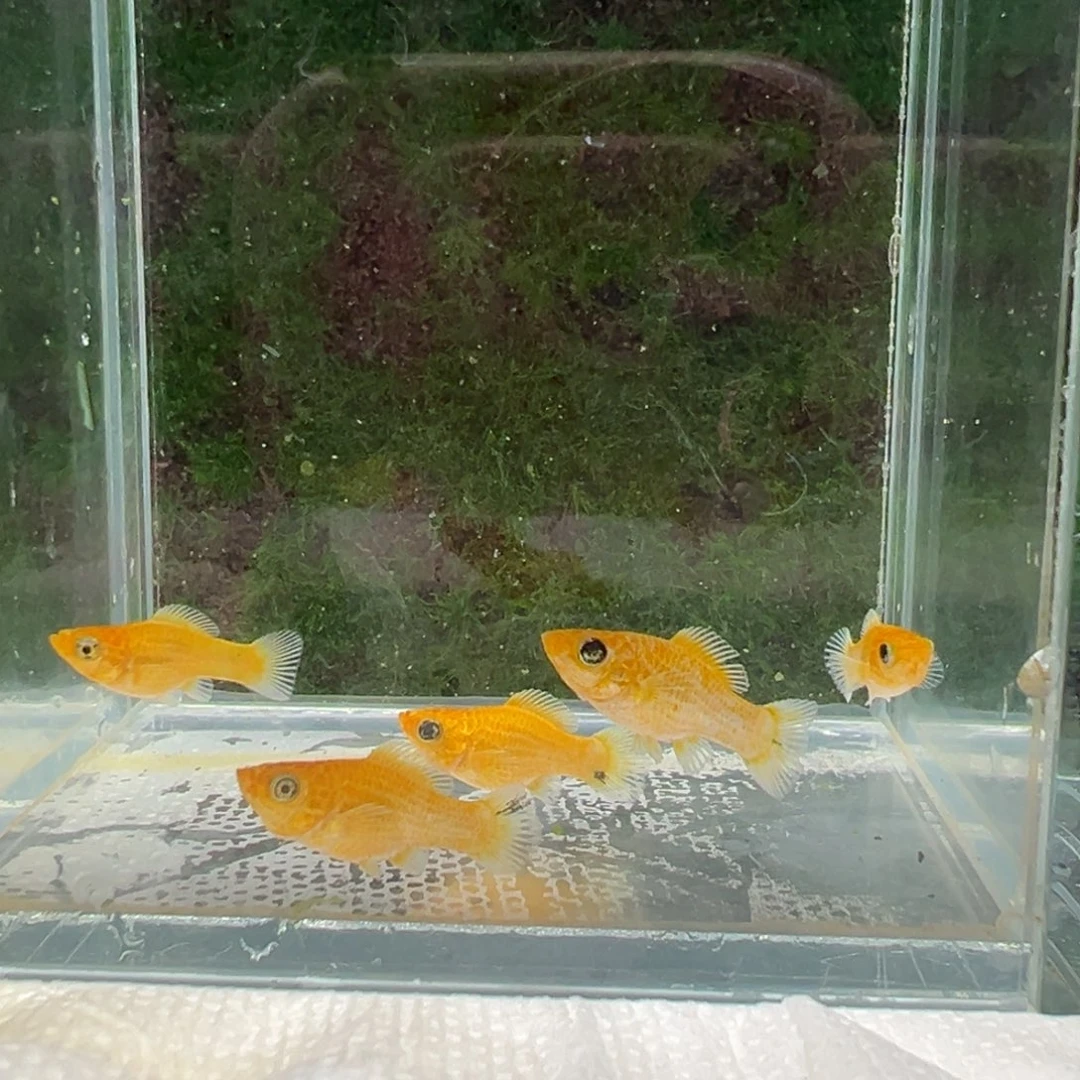 黑玛丽鱼鱼苗5条。