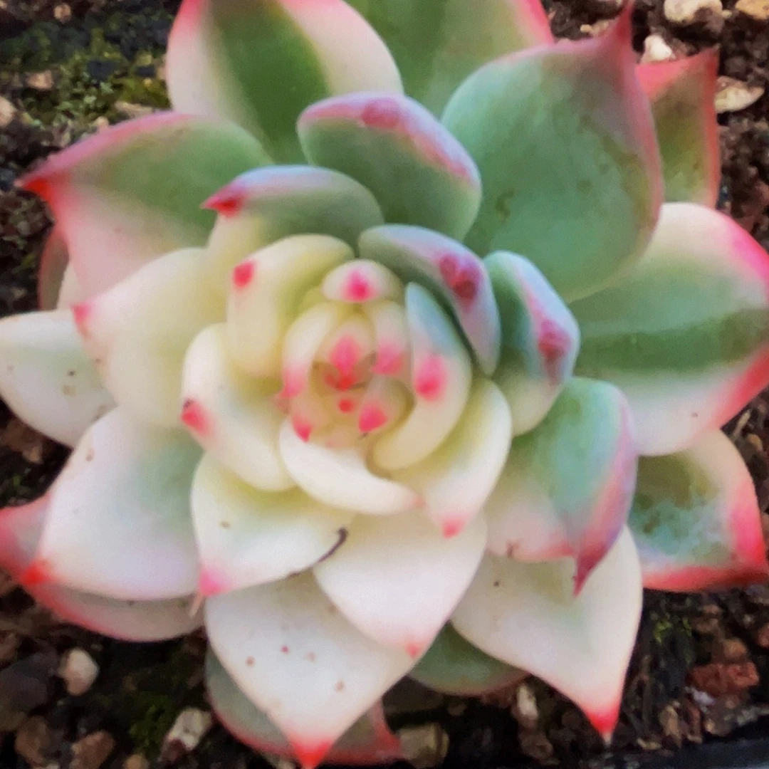 桔云多肉美人系列精品