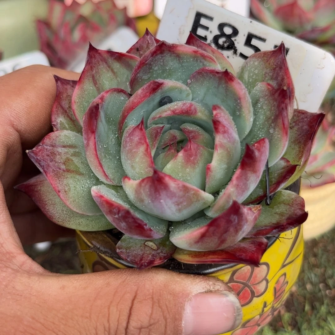 惊鸿一瞥的851号楼