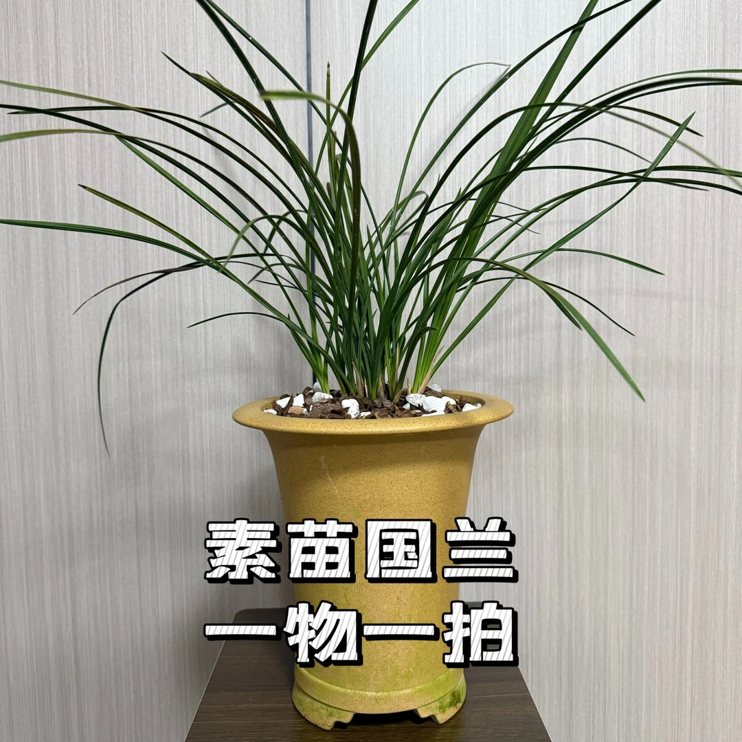 [素苗国兰]  兰花   春兰  蕙兰（专拍链接）