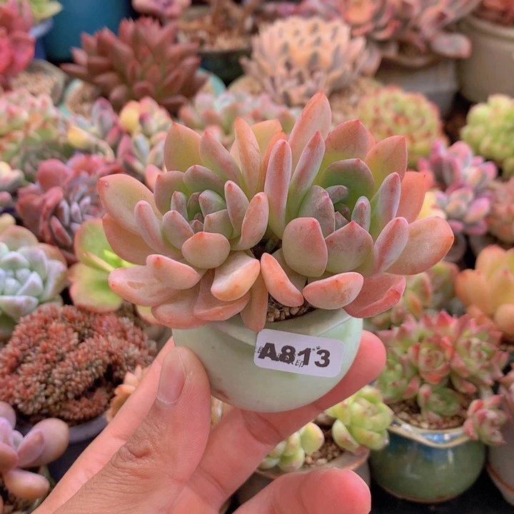 一物一拍含盆土满38包邮A813