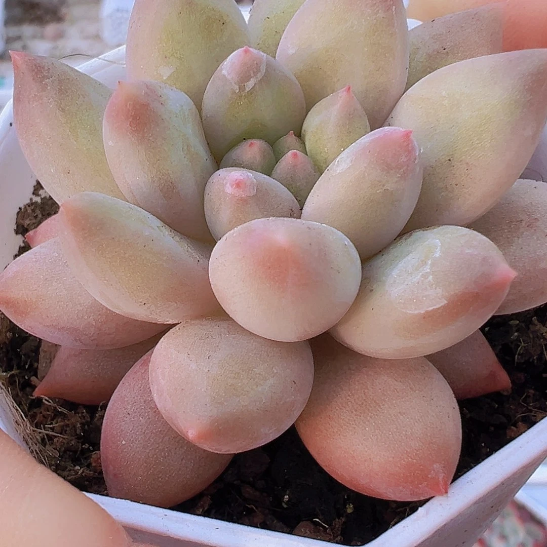 水晶球19包邮多肉植物