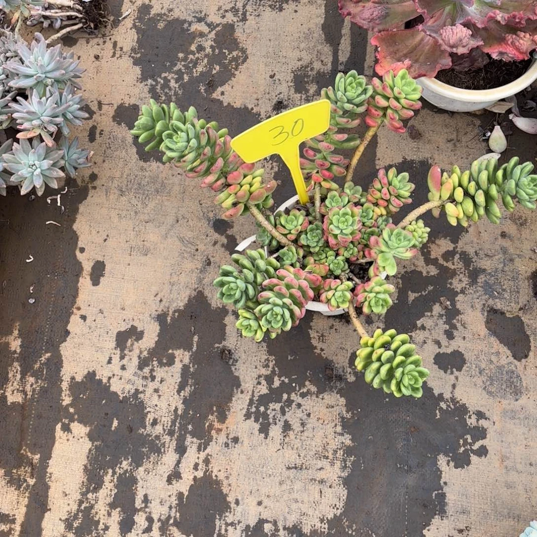 萌*?30号老庄多肉植物