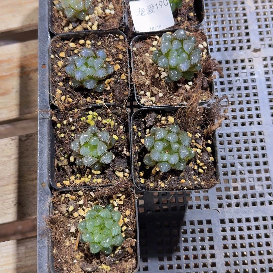 直播福利一物一拍190