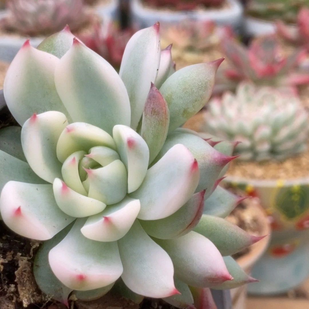 43锦锦锦锦锦锦锦锦锦锦