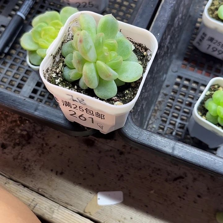 261  一物一拍 满20包邮