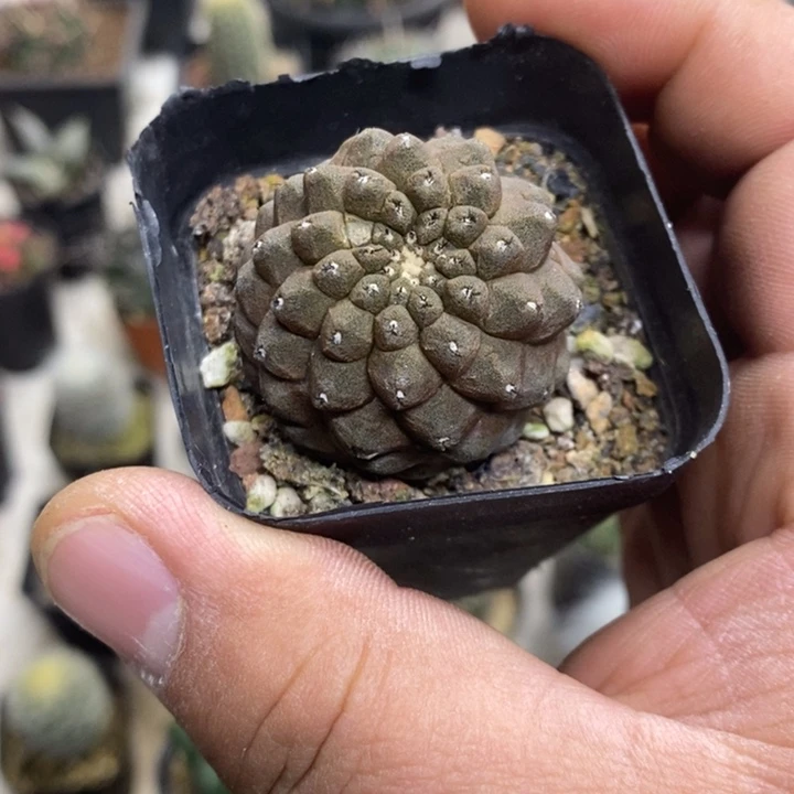 蜥蜴皮特价福利包邮