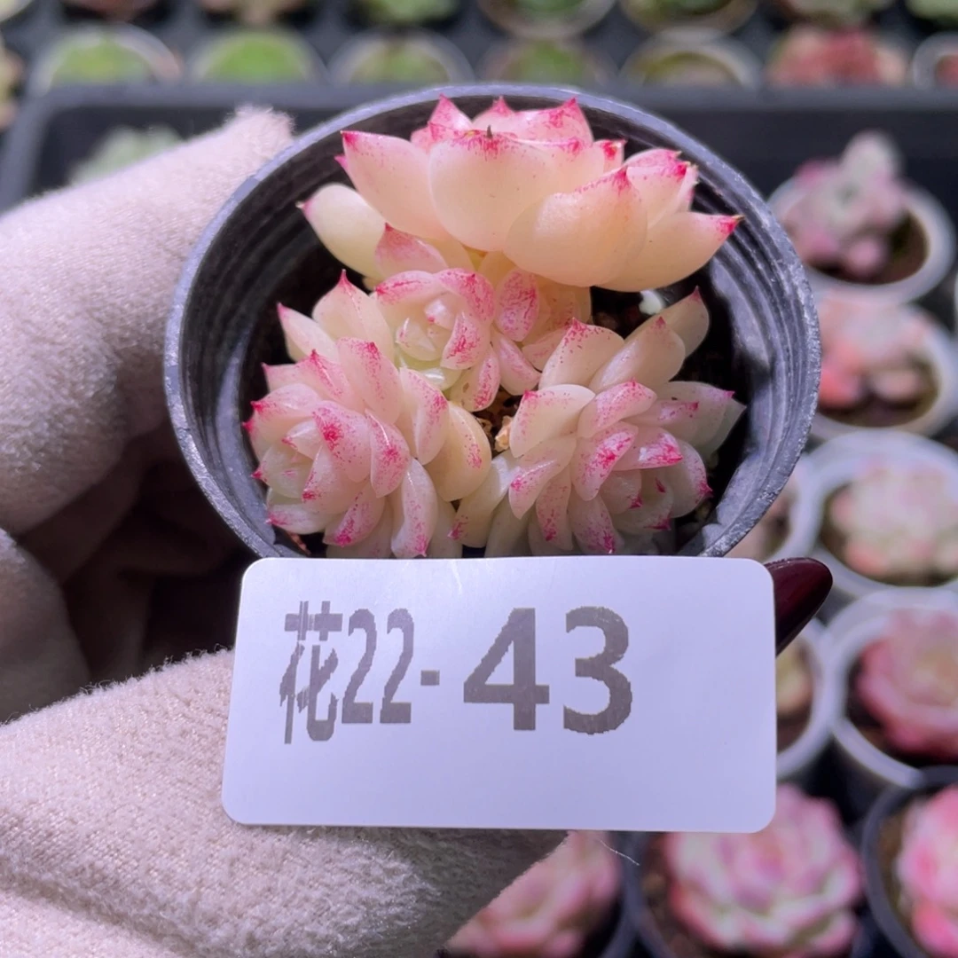 花利美22-43麦秆群