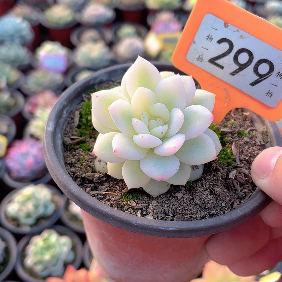 超***️299号多肉植物盆栽