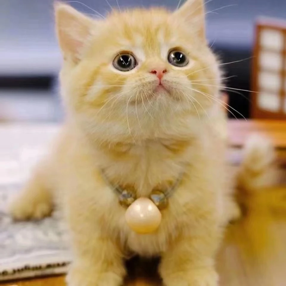 中华田园猫便宜小猫咪活体幼崽小橘白猫幼猫农村抓老鼠狸花捕鼠猫