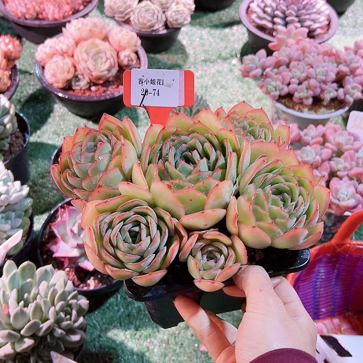 春****@20.74晨露带盆一个