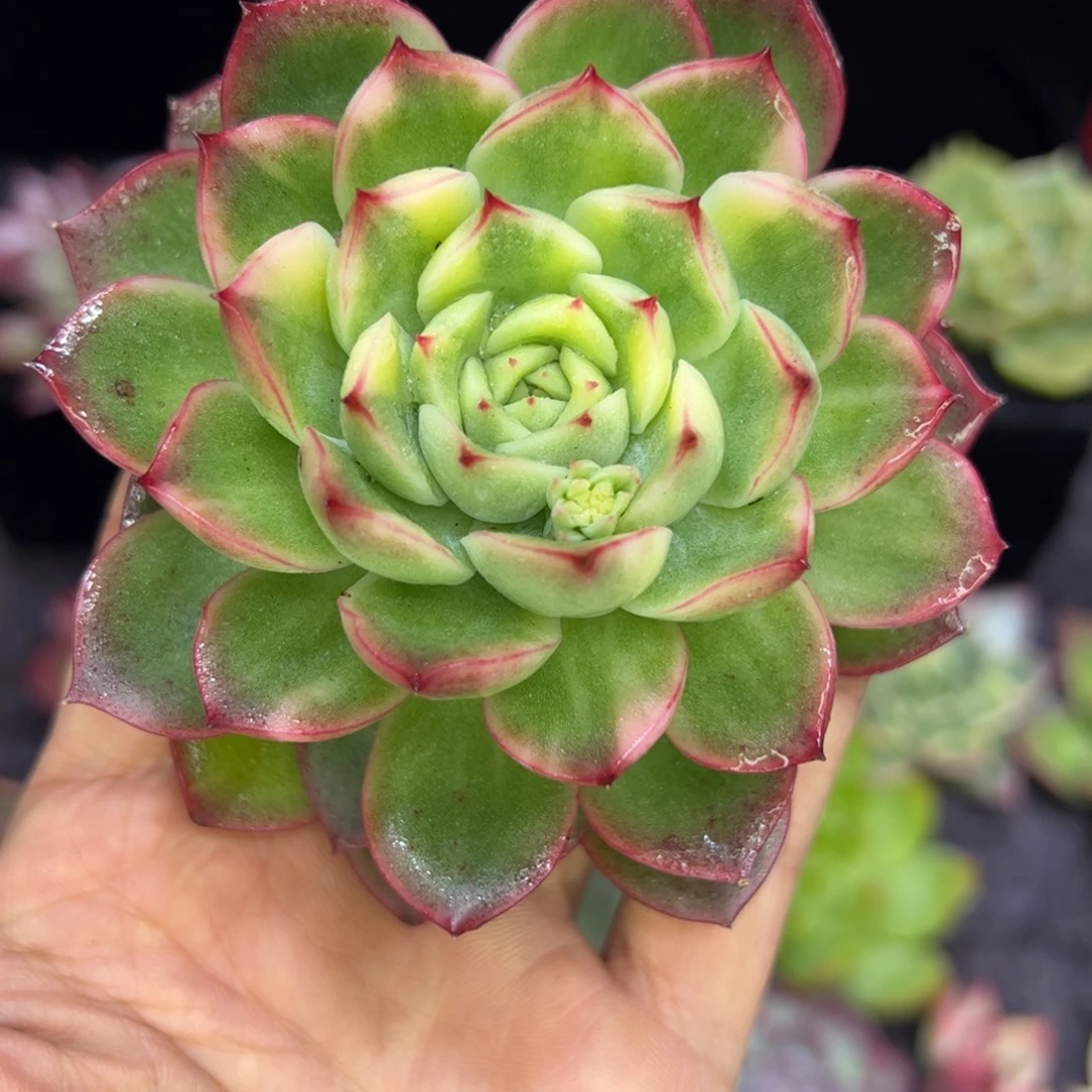 杂交锦，多肉植物组合