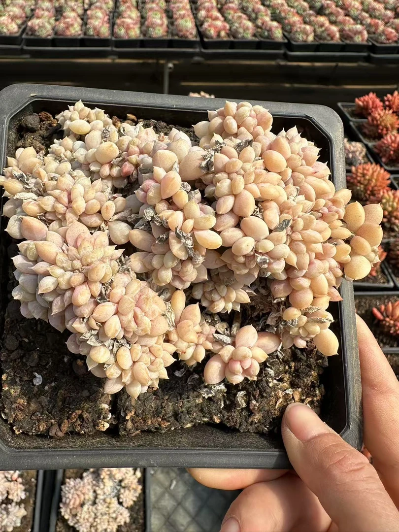 12#菩提子朵朵多肉植物        前男友精品多肉