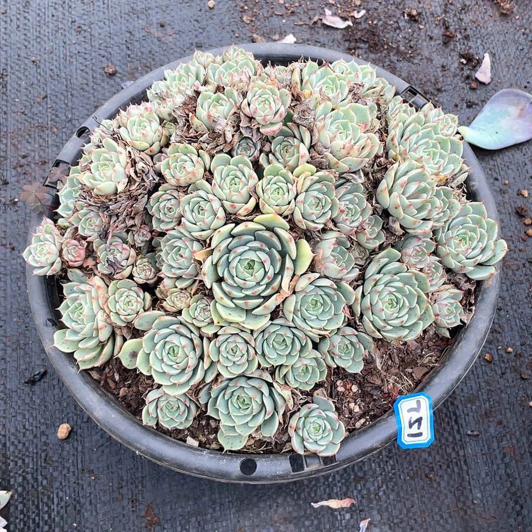 751苯巴蒂斯 一物一拍多肉