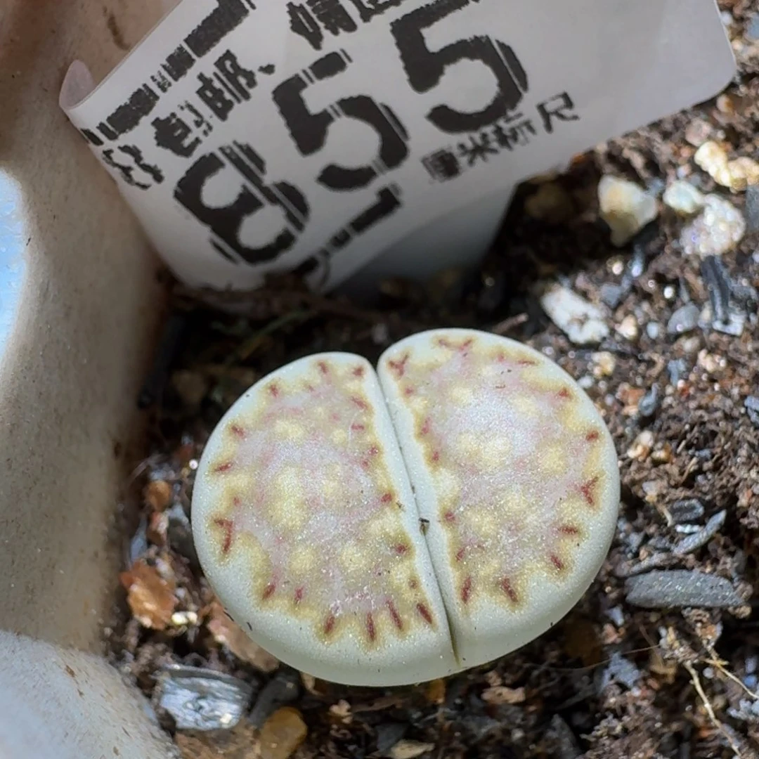 Ssss精品生石花855