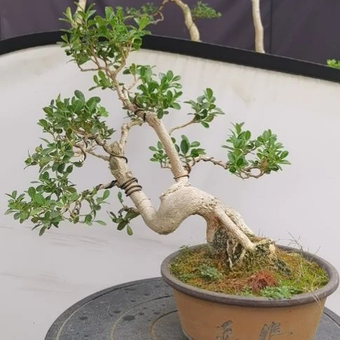 无花朵黄杨盆景瓜子黄杨盆景