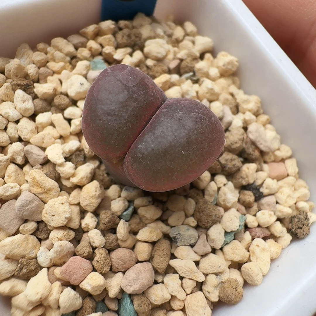 多肉植物福利风铃25