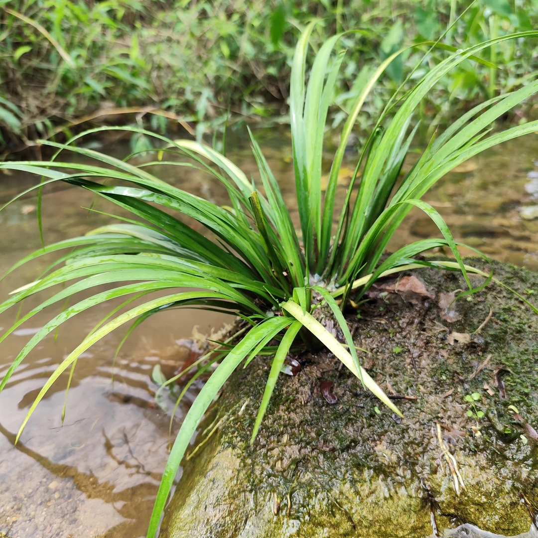 新鲜石菖蒲小型水培土培盆栽绿植室内外耐冬可造景一物一拍