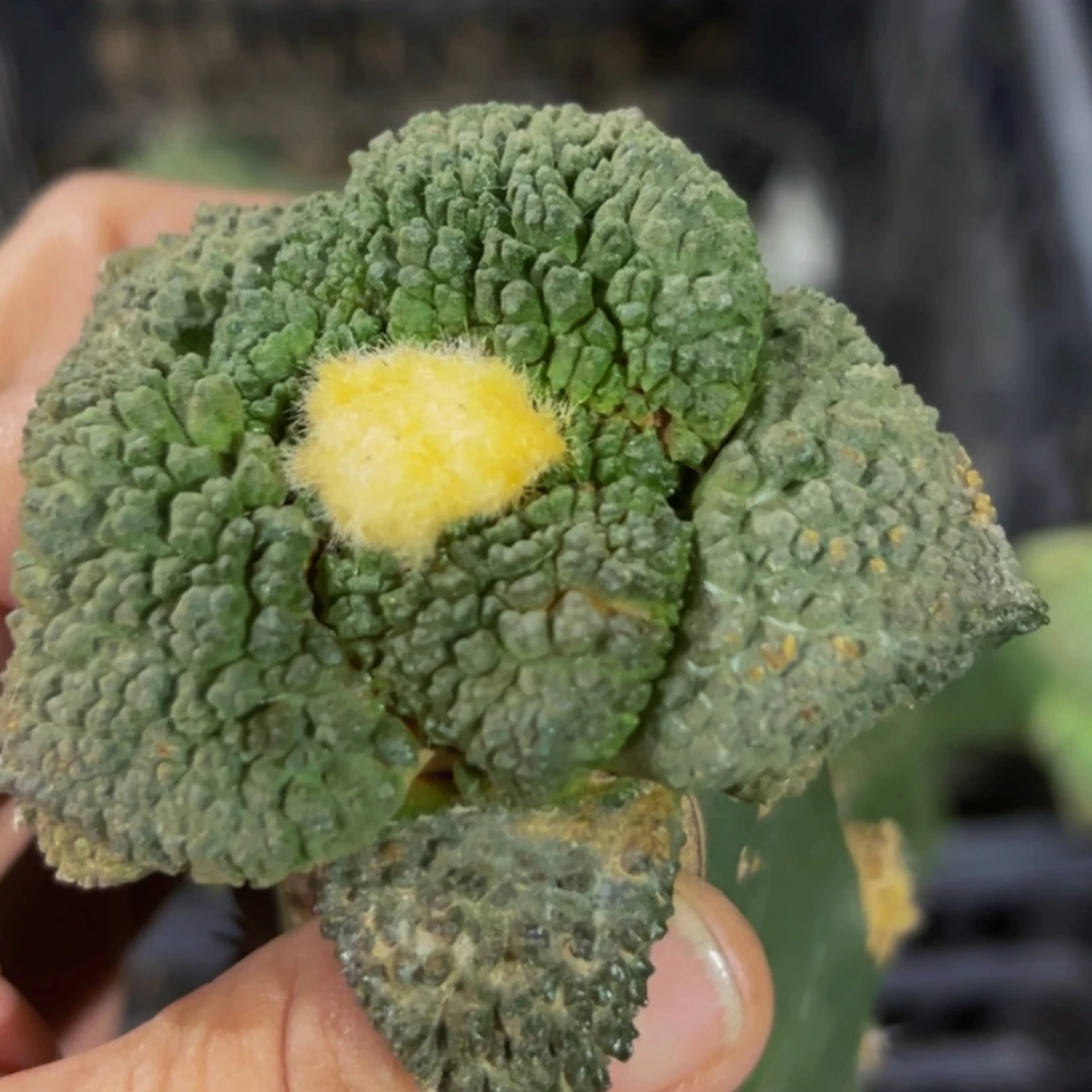 无花朵福利大尤哥斯拉牡丹552