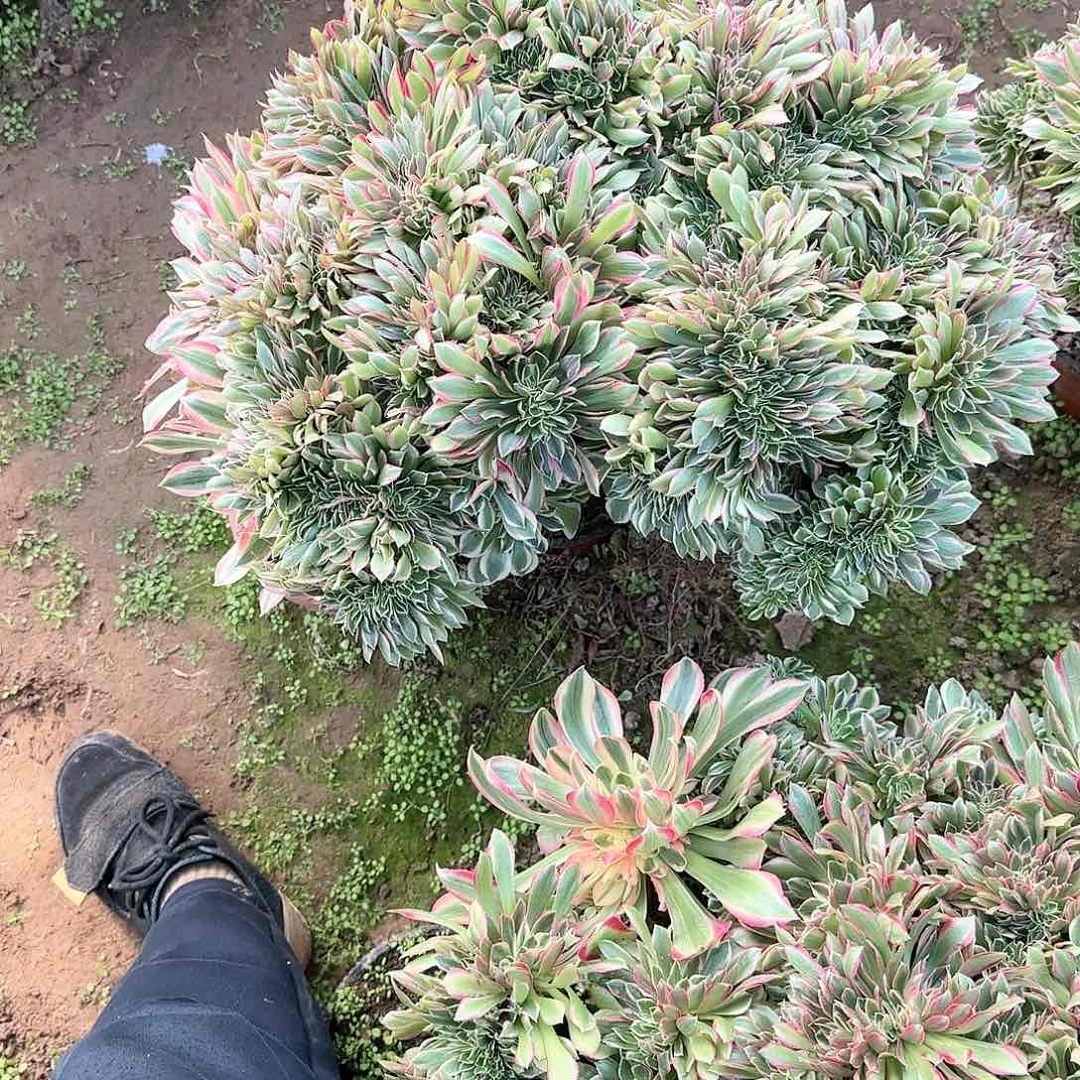 好***标缀话脱土发货追花