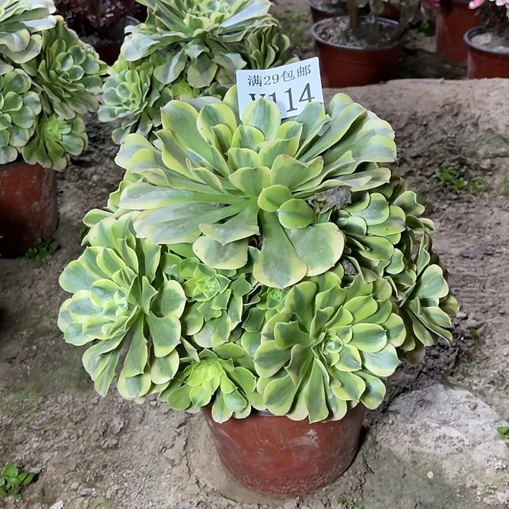 114绿豆沙   多肉植物