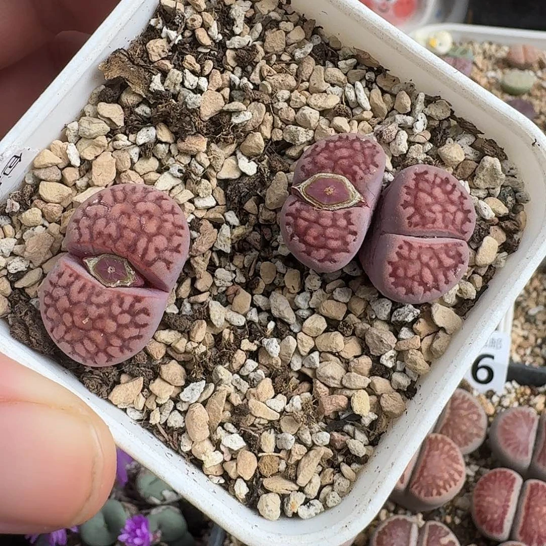 D530新品紫寿丽混合