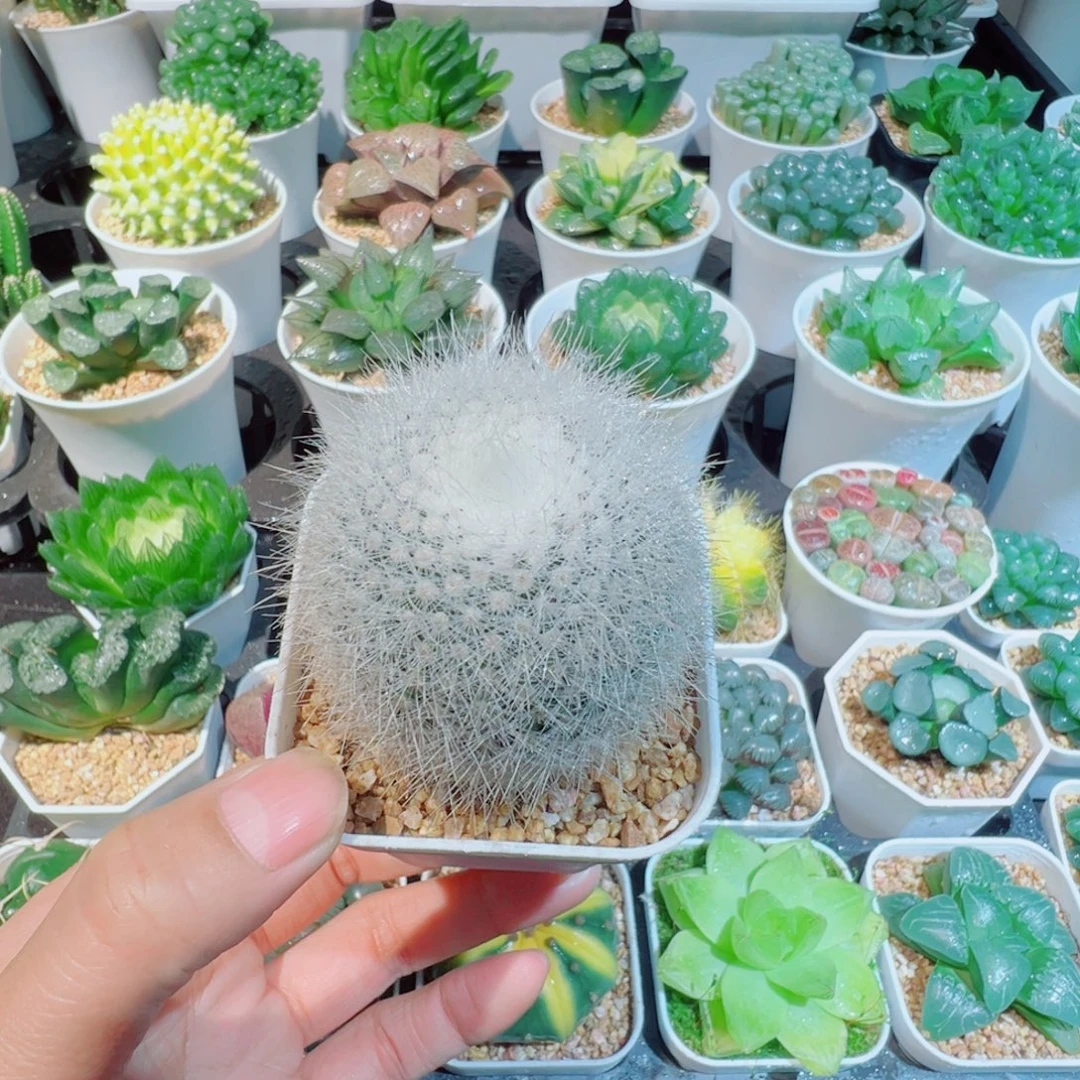 白小丁仙人球多肉88