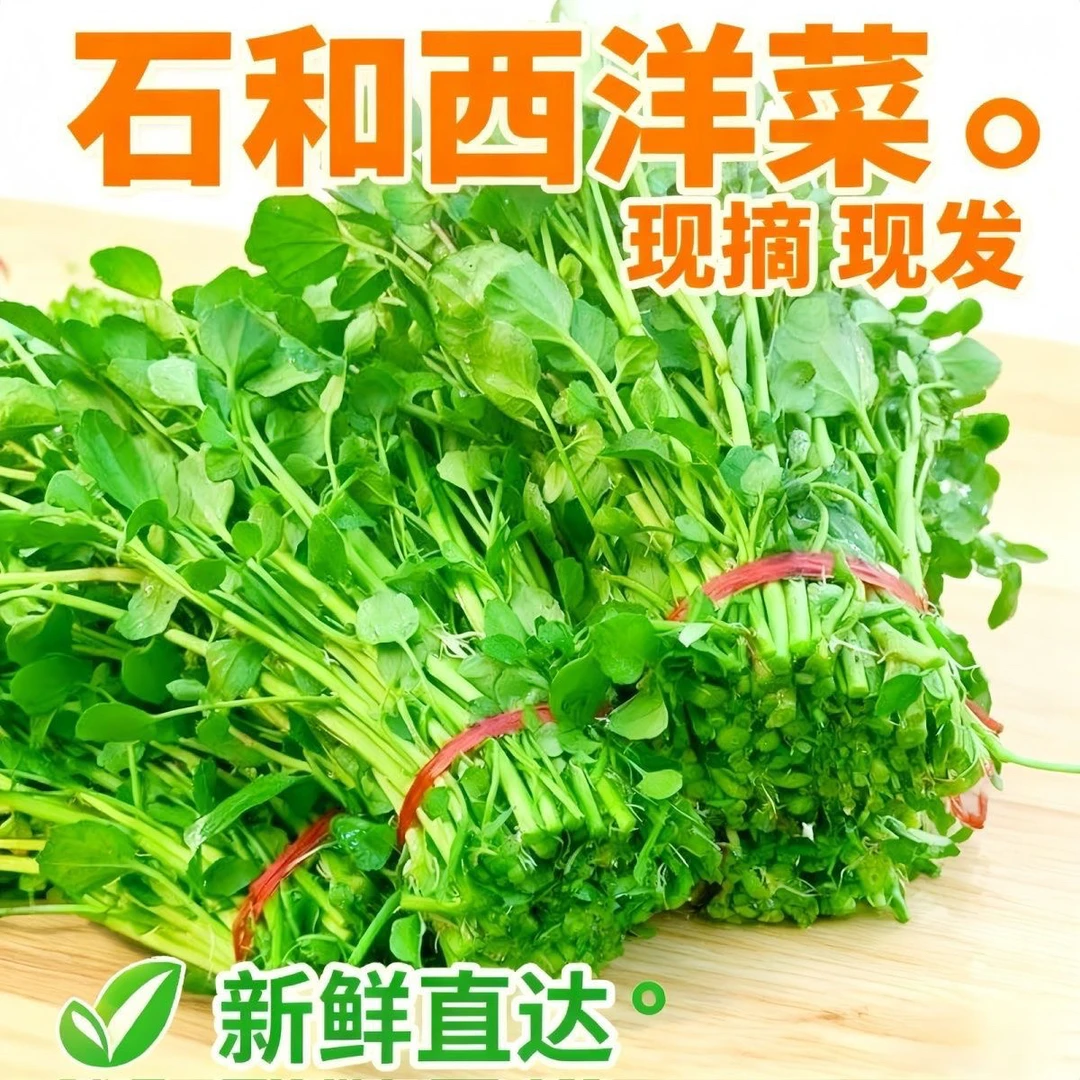广东石和新鲜西洋菜现摘现发豆瓣菜水波菜山泉水种植农家自种自销