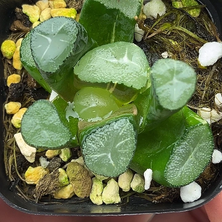 14玉龙万象锦头家多肉十二卷