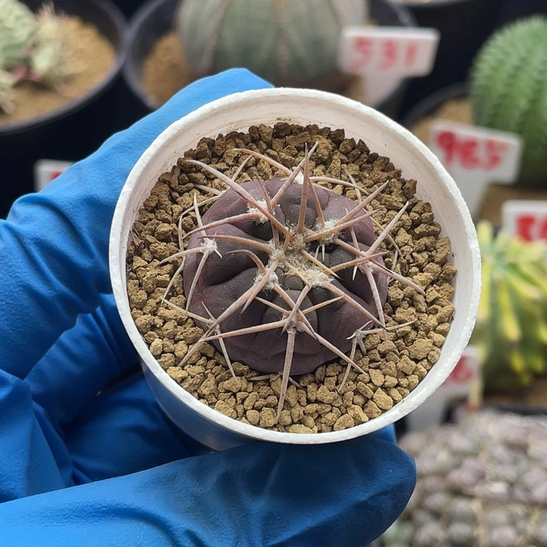 实生紫皮趴刺天平仙人球