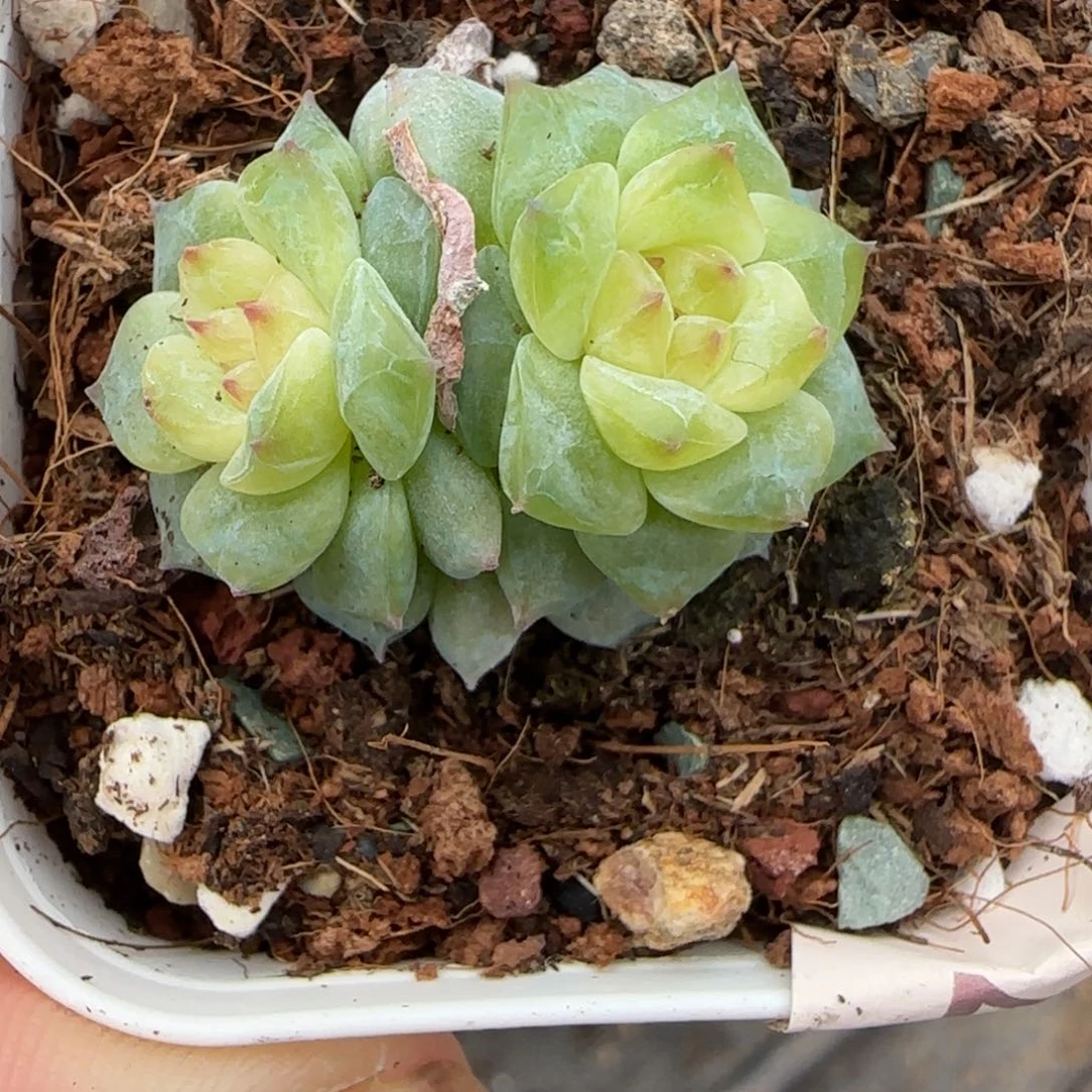 小卡拉米糖心一物一拍