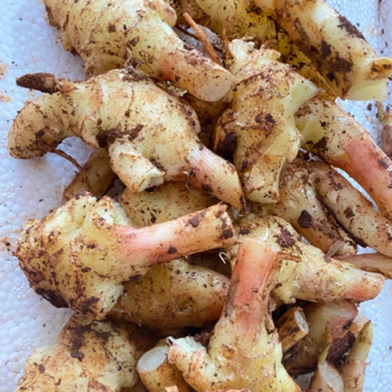 适合商用的姜头子、姜老头、私人甚拍