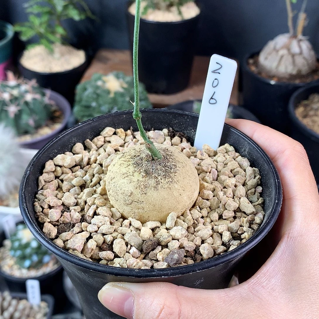 彩叶西番莲块根实生