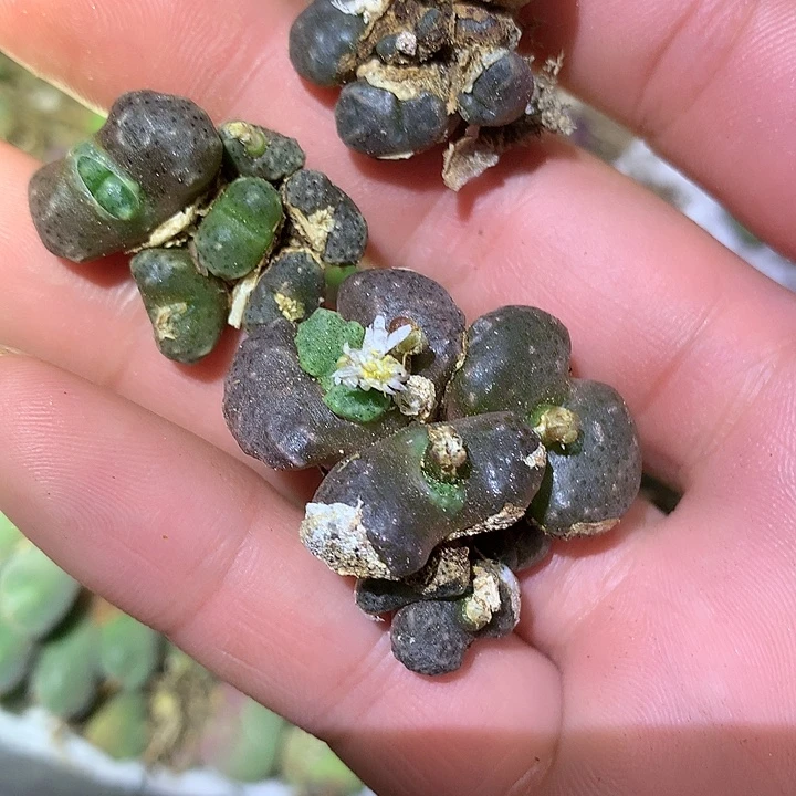 伏***临精品多肉植物精品多肉