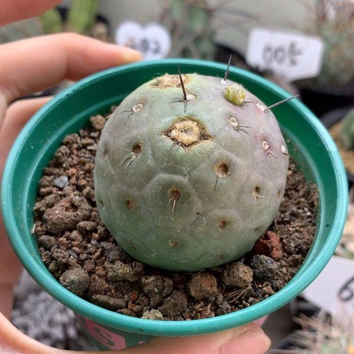 习志野仙人球5.2㎝